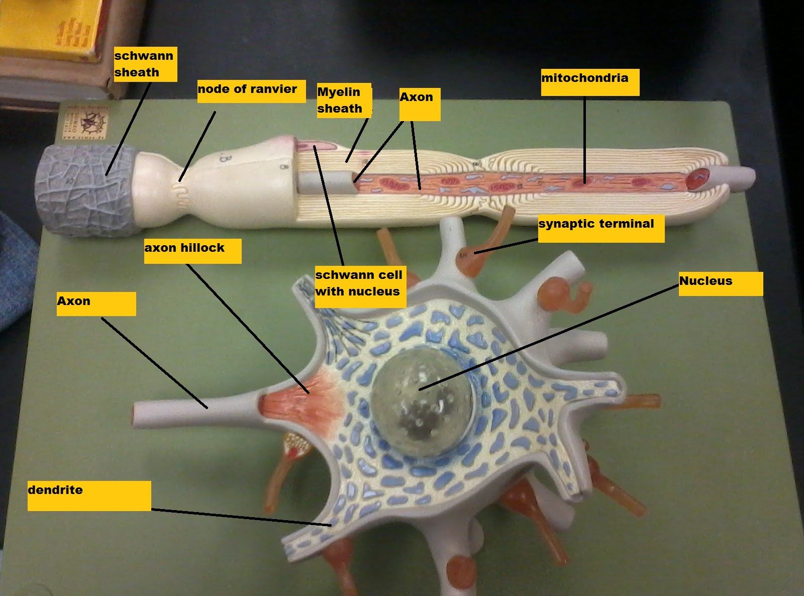Chapter 14 Nervous Tissue - Biology 4 Human AnatomyProfessor Julie GallagherBarstow Community ...