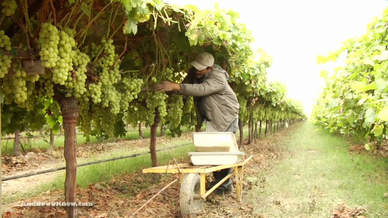 Autumn King Grapes - YouTube