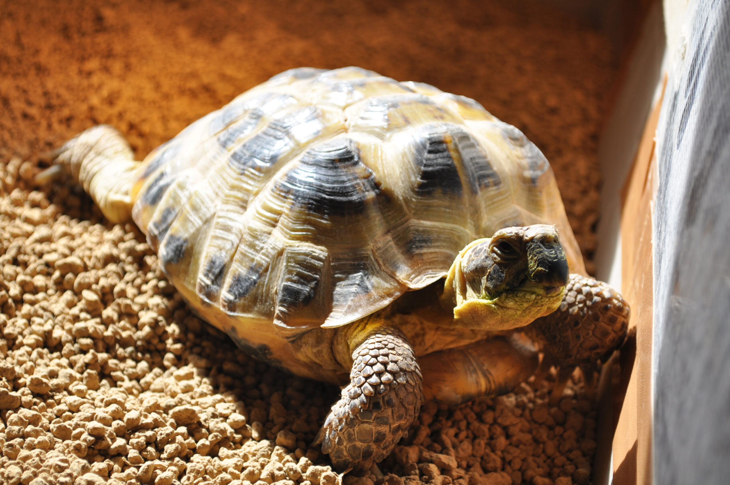 ロシアリクガメ ヨツユビリクガメ 乾燥系リクガメの飼育に必要なオススメの紫外線ライトと可視光線ライトを紹介 Shulog