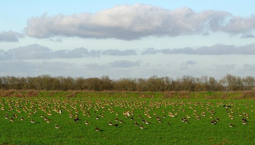 oiseaux migrateurs sur le plateau du Hurepoix