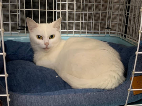大阪府 とっても綺麗な白猫さん 雪美ちゃん 猫の里親募集 ネコジルシ