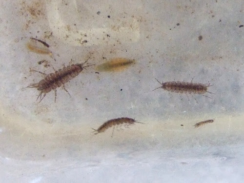 ミズムシをメダカ水槽に放す 及び野良稚魚進捗 コーイチの庭日記