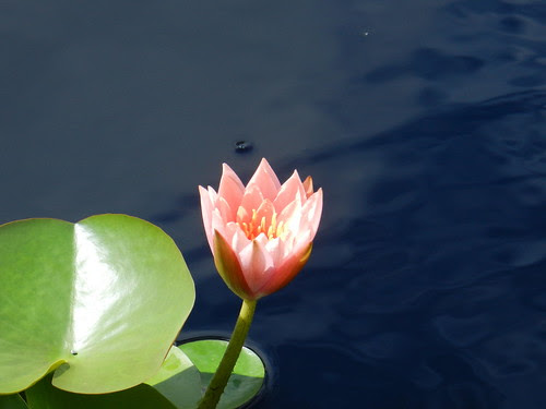 todayflowDSCN0856