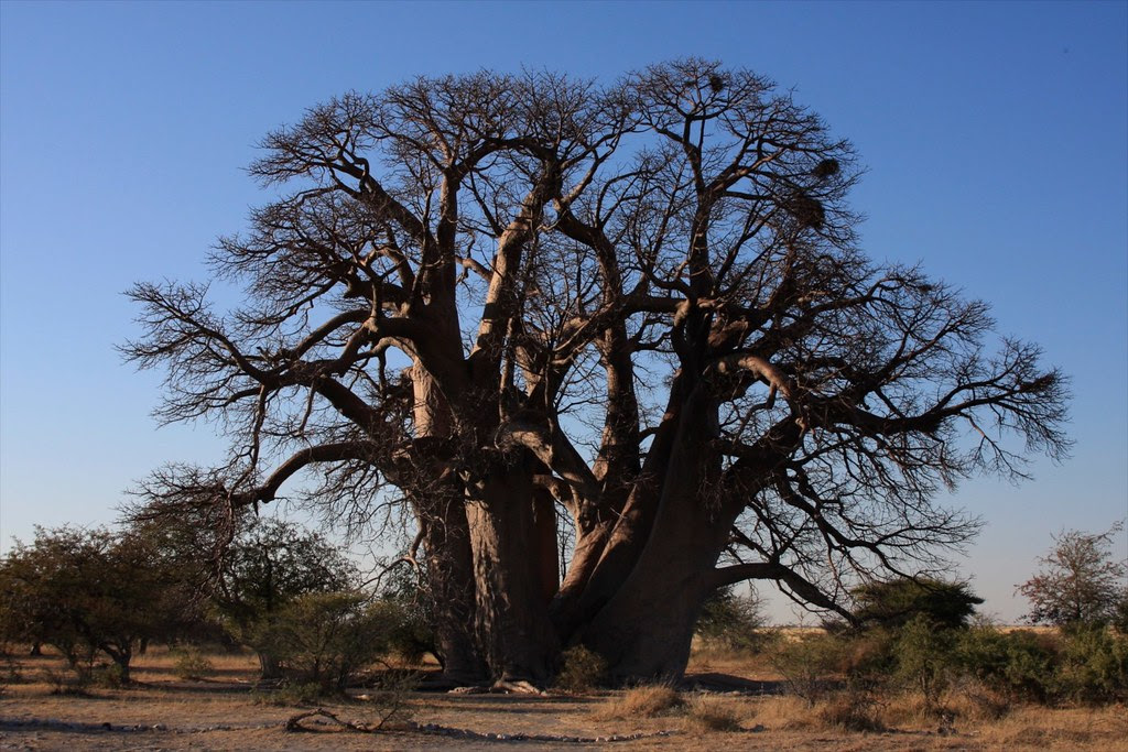 Botswana Jack's Camp - 318IMG_8424.JPG