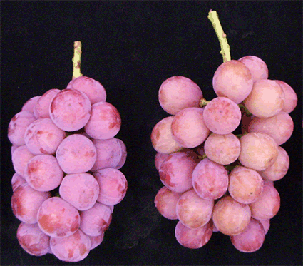 農業技術大系 果樹編 追録31号 利用の手引