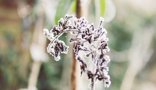 A chilly little frost