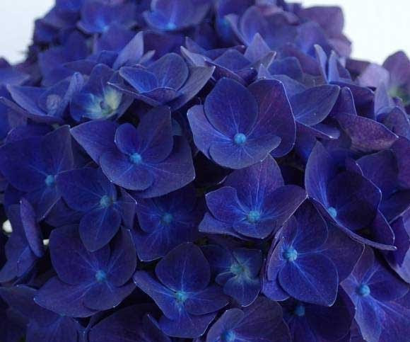 色が変化する カラフルで美しく彩る花 紫陽花 アジサイ のオススメ品種をご紹介 一般社団法人 Nフラワーデザインインターナショナル