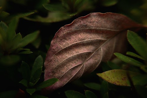 SDIM3442