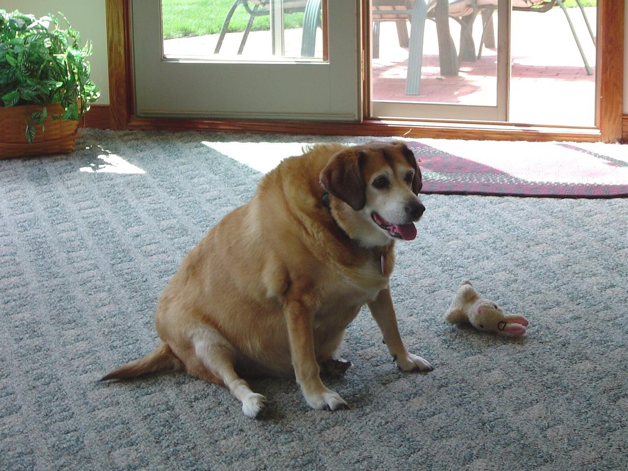 the FAT DOG site Visuals