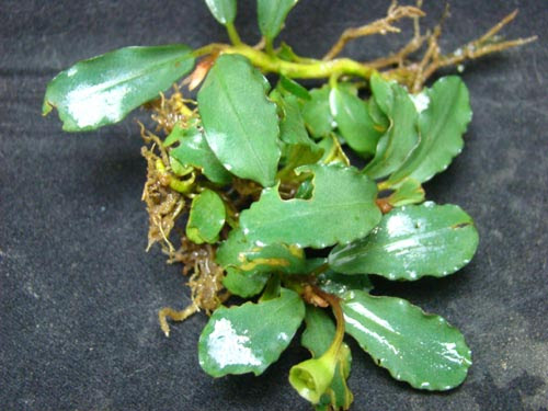 水草屋 Roots Web Site 水草 水辺の植物 ジャングルの植物の販売 通販