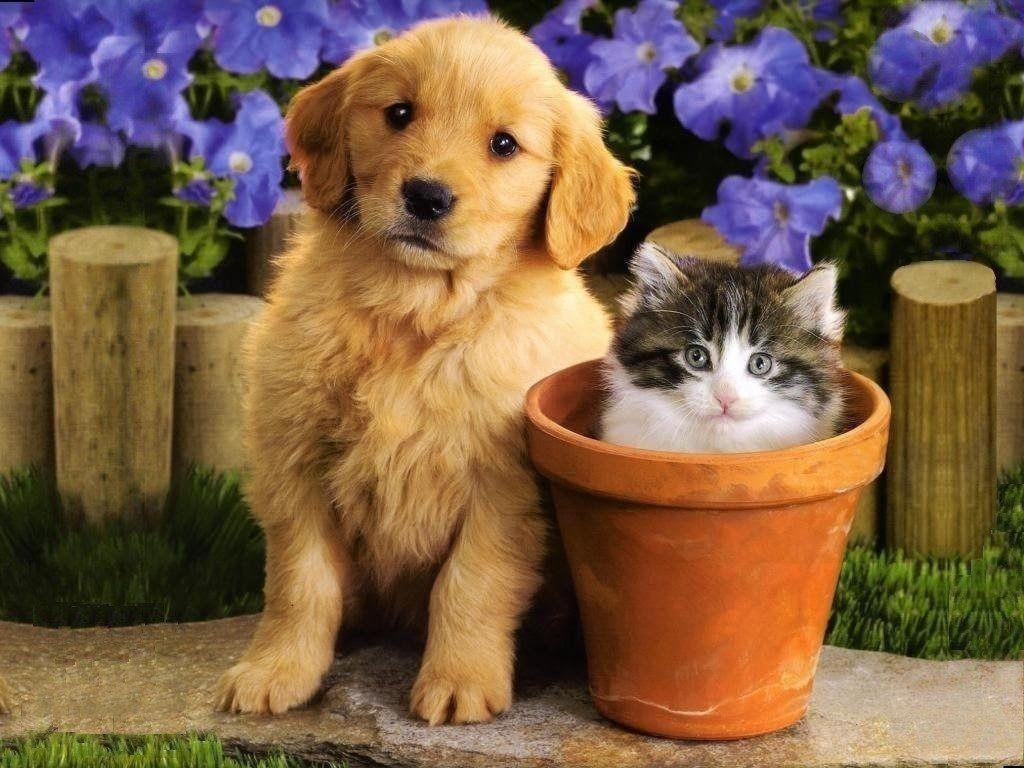Puppies And Kittens Wallpapers  Wallpaper  Cave