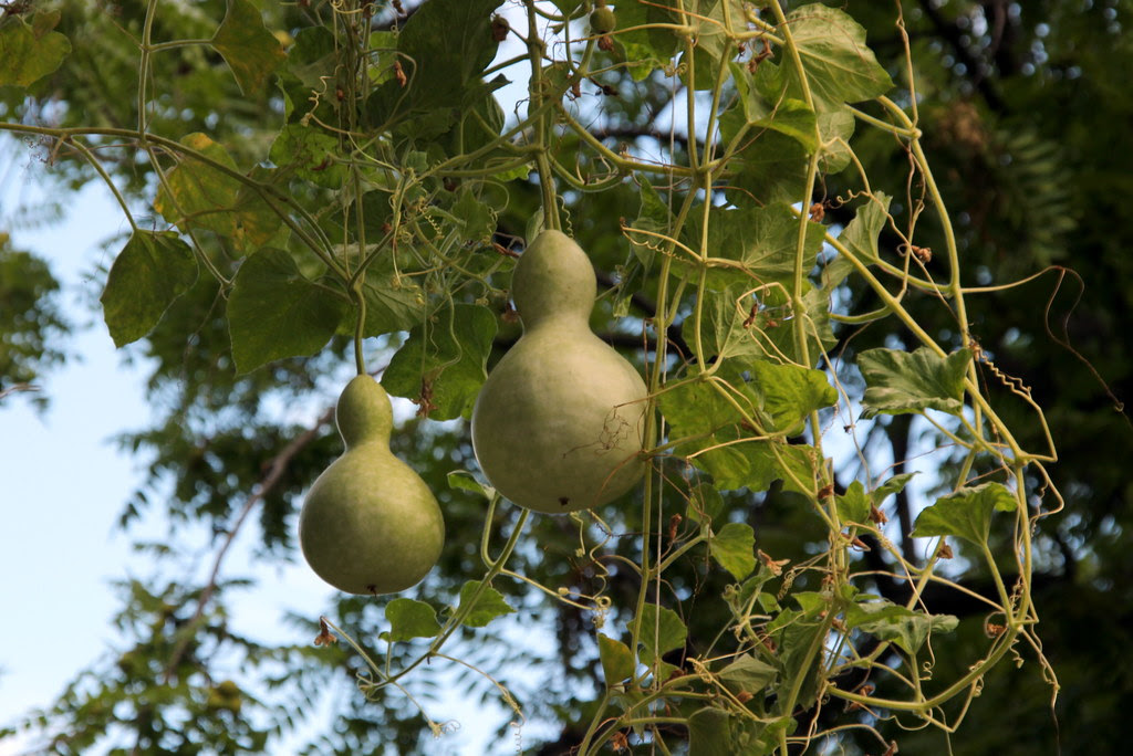 Botánico de Madrid en septiembre