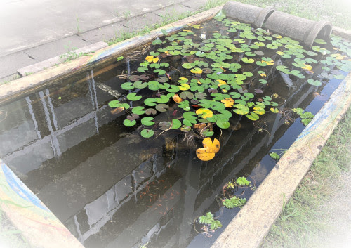 水槽設置例 栃木 宇都宮 アクアリウムショップ おさかなや メダカ 水草 熱帯魚 海水魚 サンゴ 淡水魚 エビ 水槽メンテナンス 水槽設置 メダカ掬い 生体引取り 生体買取 機材引取り 機材買取