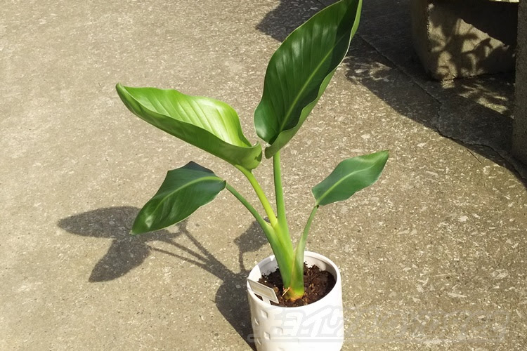 ダイソーのミニ観葉を100均グッズで楽しもう Vol 4 300円ストレチアを新しい鉢に植え替え ちょいプチ豪華に見えるテク Oyageeの植物 観察日記