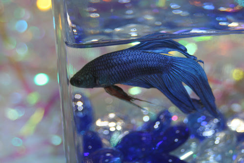 熱帯魚 ベタ の平均寿命は コップ飼育の寿命は 熱帯魚 淡水魚 海水魚の図鑑