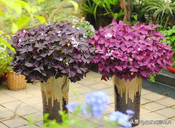 紫色酢浆草在冬天时候休眠 天冷时蜷缩在一起 真是太神奇了 每日头条