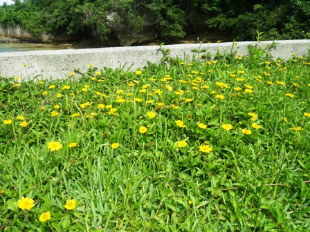 沖縄に咲いている黄色い花の正体は もとぶ元気村 マリンピアザオキナワのスタッフブログ