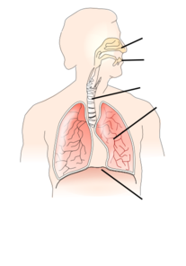 Unlabelled Respiratory System Clip Art at Clker.com - vector clip art online, royalty free ...