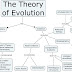 Darwin's Theory of Evolution