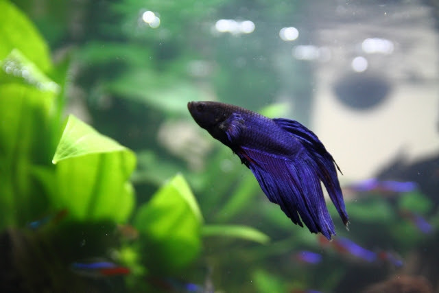 美しい色合いが魅力のベタを飼いたい 特徴や飼い方を紹介