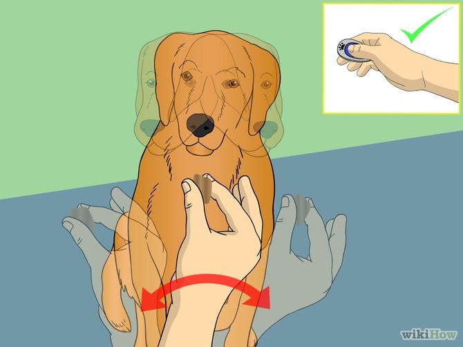 Train Your Dog to Shake Its Head Step 3 Version 2.jpg