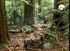 60 microraptors