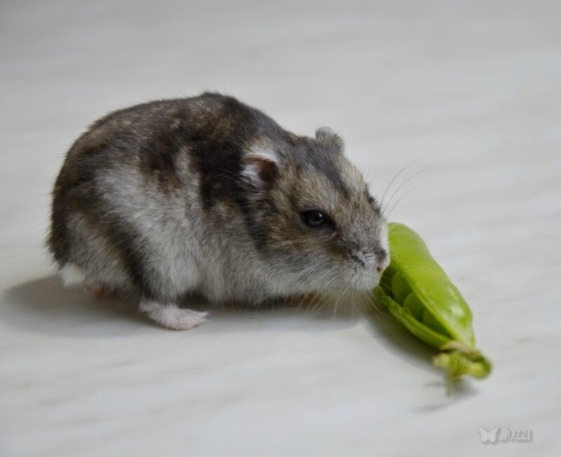 Муся Муся