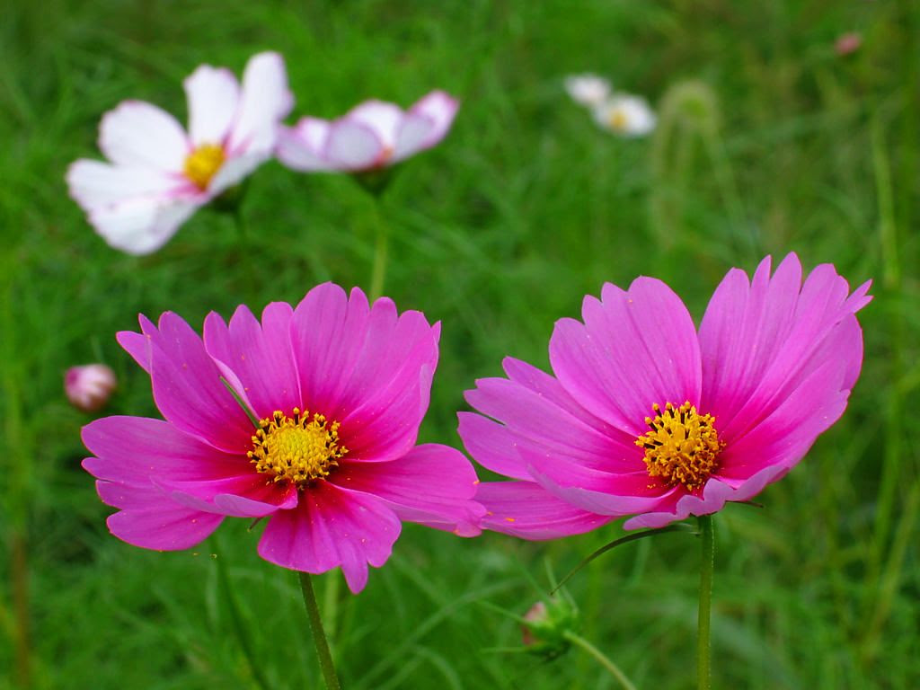 秋桜 コスモス の花 壁紙写真集 無料写真素材