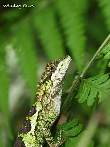 黃口攀蜥 Japalura polygonata xanthostoma (female)