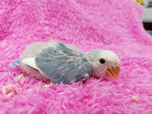 4月19日 本日1回目の更新 新しく鳥と小動物が入りました ペットのデパート 東葛 本店 生き物ブログ
