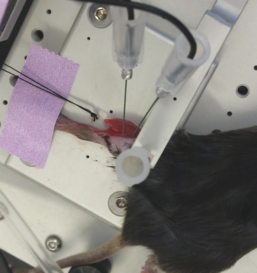viability muscle test heart in vitro situ Measuring function in in muscle and vivo, viability muscle test heart in vitro situ Measuring function in in muscle and vivo,