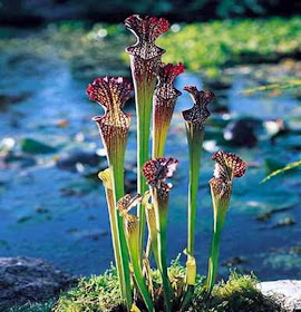sarracenia
