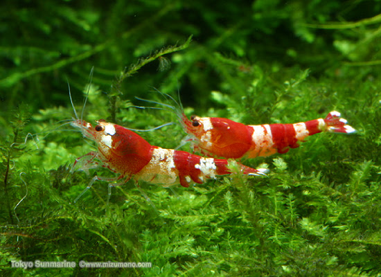 ビーシュリンプの基礎知識 自宅ではじめるビーシュリンプ ライフ 熱帯魚のことなら みずものコム