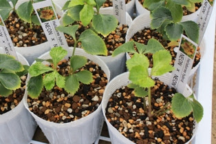 園芸用ラベルをつくろう ｆｕｎ ｇａｒｄｅｎｉｎｇ