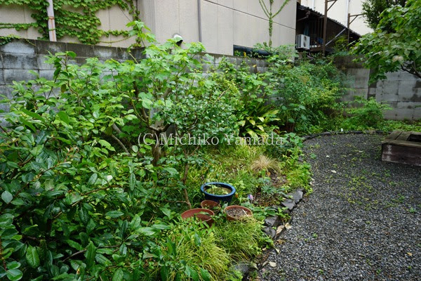 京町家の裏庭でバラとハーブ計画 花の庭づくり 花の庭暮らし