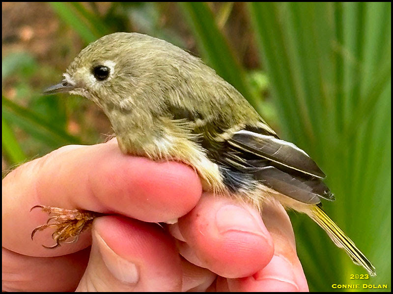 Ruby-crowned Kinglet