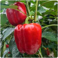 peppers