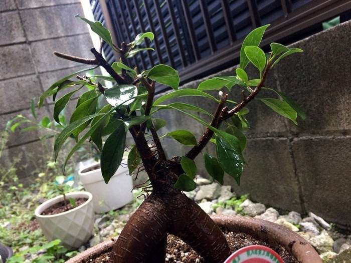 観葉植物 まだまだ初心者がガジュマルの植え替えと剪定 水差しをしてみた 17年版 旅とカメラと