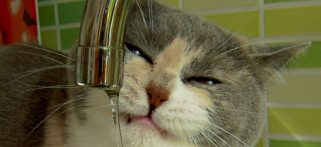 Voici Pourquoi Les Chats Savent Mieux Boire Que Les Chiens Slate Fr
