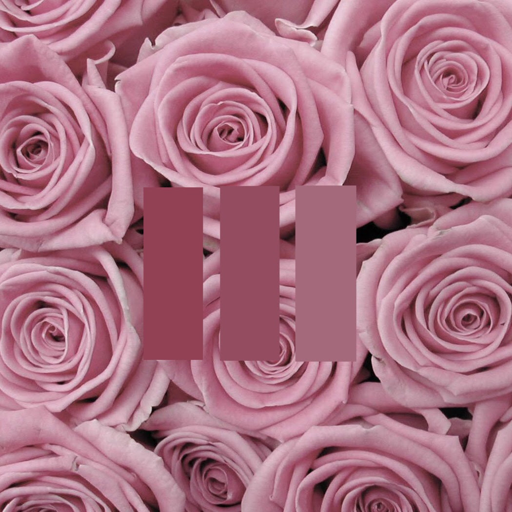 pink rose aesthetic freetoedit - Image by