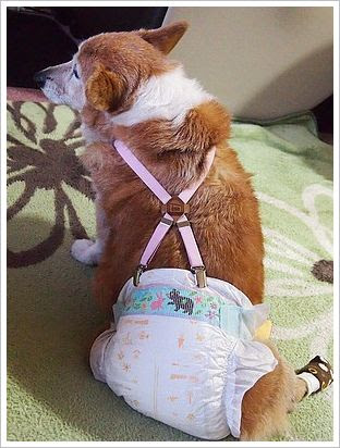 コーギーのオムツ 赤ちゃん用 The Sun Also Rises
