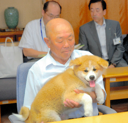 朝日新聞デジタル 秋田犬の返礼にシベリア猫 プーチン大統領が知事に贈る ニュース特集