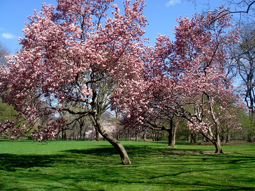 The East Green, Central Park