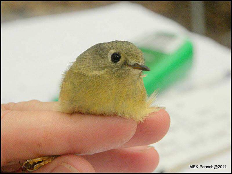 Ruby-crowned Kinglet