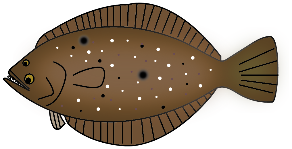 カレイとヒラメのイラスト ブリとヒラマサの違い 見分け方