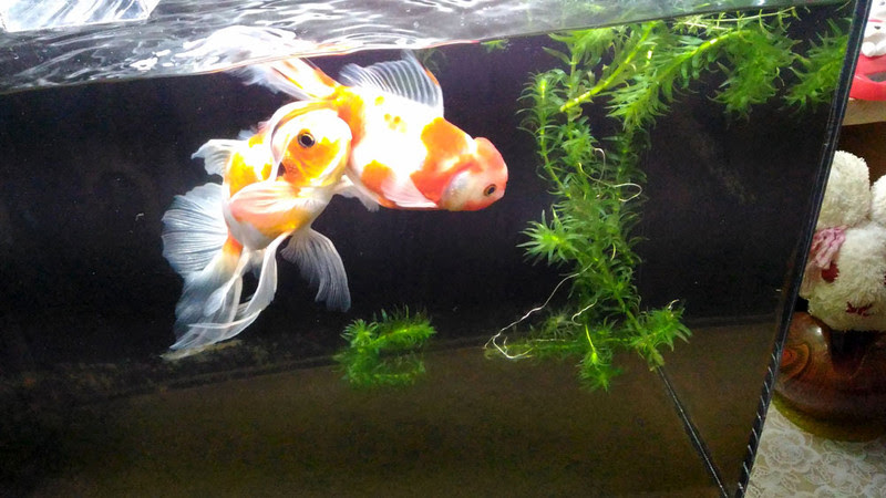 水草のトリートメントもハイターで殺菌消毒 金魚の餌用も安全 Aqua Talk