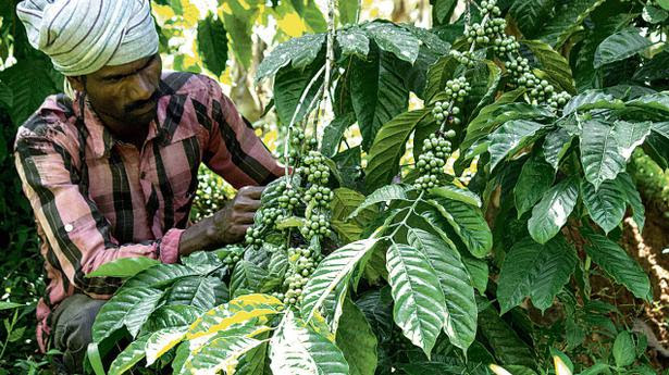 PAEDIA EXPRESS MULTIMEDIA : NIGERIA CAN GROW COFEE,BANANA ...