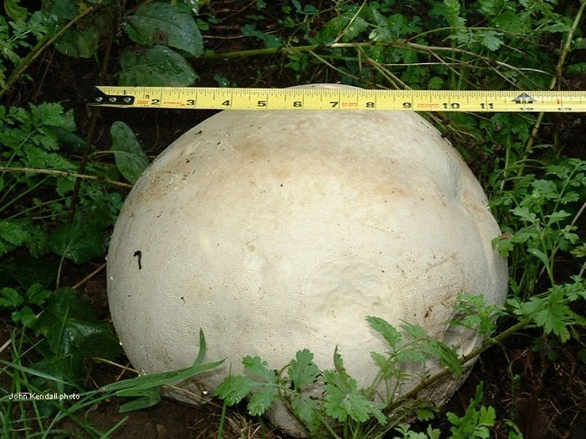 Puffballs Small And Gigantic Eat The Weeds And Other Things Too