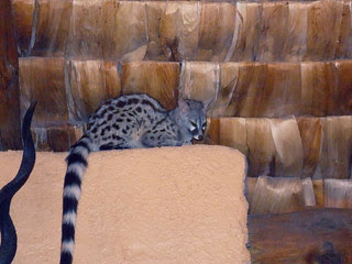 SafariAnimals-037