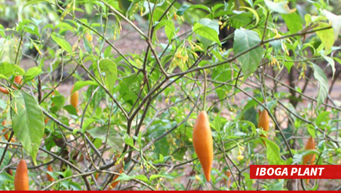 0316-iboga-plant-01